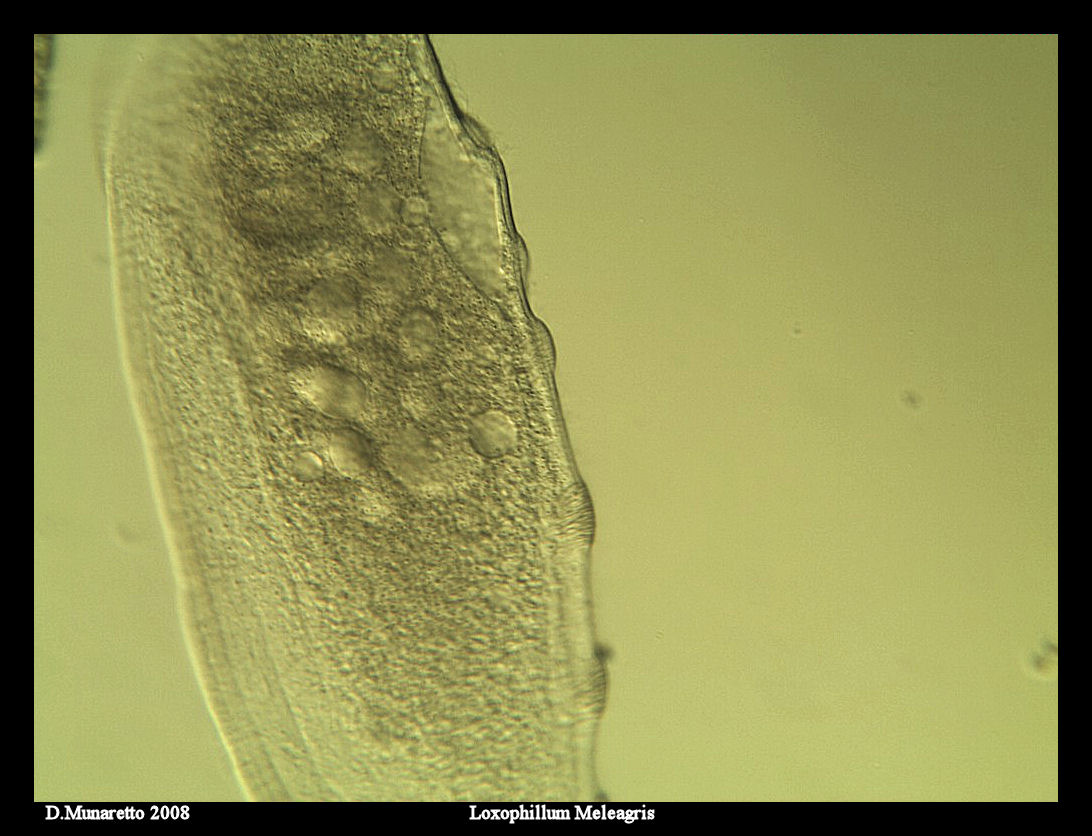 ...Loxophillum Meleagris...